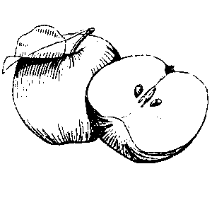 Apfel Lavanttal Illustration V Huber_ 11