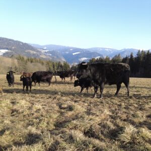 Biobauernhof Lavanttal Dexterrinder Jörglbauer Nina Popp 2