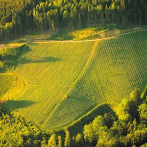 Weingartjörgl ÖWZ Kärnten