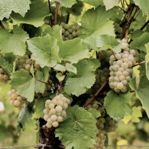 wein lavanttal b gouwyunsplash