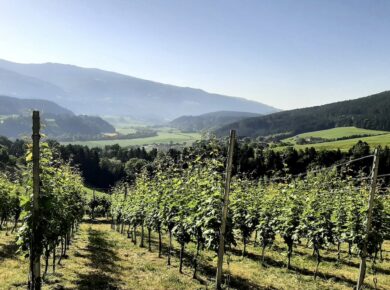 wein lavanttal weinhof ritter 2