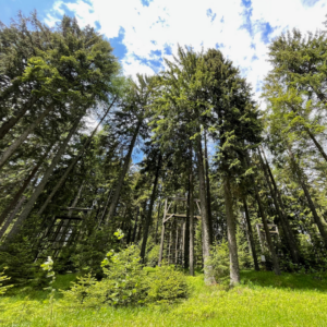 Lavanttal Reiseführer_ Dom des Waldes