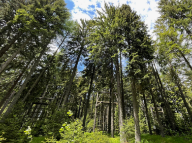 Lavanttal Reiseführer_ Dom des Waldes